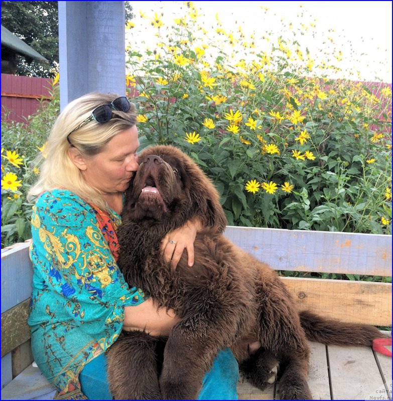 Фото: ньюфаундленд Brownblood MSK Veles Alister (Браунблад МСК Велес Алистер), Lena Zyirina (Лена Зырина)