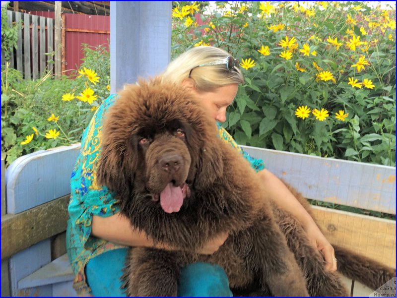 Фото: ньюфаундленд Brownblood MSK Veles Alister (Браунблад МСК Велес Алистер), Lena Zyirina (Лена Зырина)