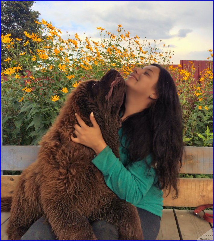 Фото: ньюфаундленд Brownblood MSK Veles Alister (Браунблад МСК Велес Алистер), Саша