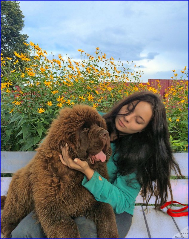 Фото: ньюфаундленд Brownblood MSK Veles Alister (Браунблад МСК Велес Алистер), Саша