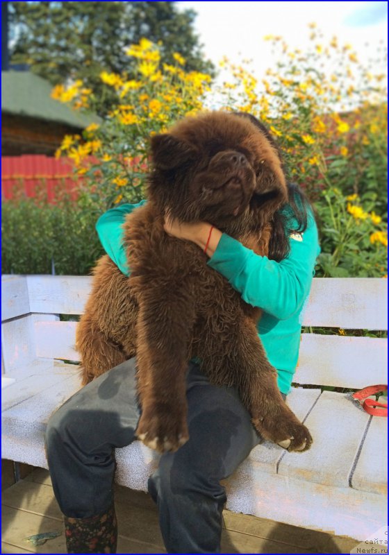 Фото: ньюфаундленд Brownblood MSK Veles Alister (Браунблад МСК Велес Алистер), Саша