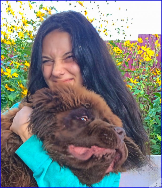 Фото: ньюфаундленд Brownblood MSK Veles Alister (Браунблад МСК Велес Алистер), Саша