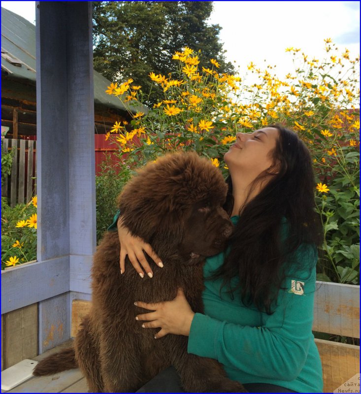 Фото: ньюфаундленд Brownblood MSK Veles Alister (Браунблад МСК Велес Алистер), Саша