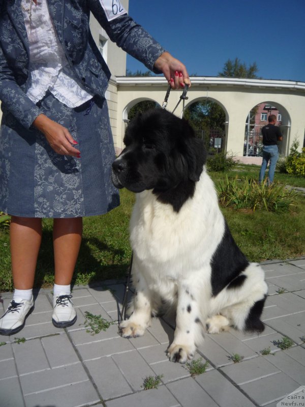 Фото: ньюфаундленд Kiss Princess Dreamblack