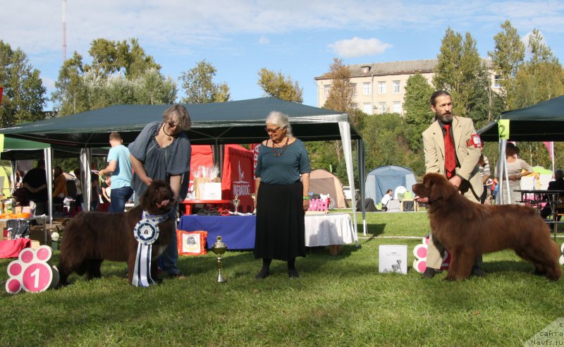 Фото: ньюфаундленд Aquatoriya Kelvin Heather Honey (Акватория Келвин Хизер Хани), ньюфаундленд I Follow The Sun de L'Etoile de Cyrice