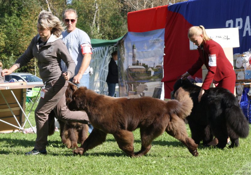 Фото: ньюфаундленд Funnewf Atlantika (Фанньюф Атлантика)