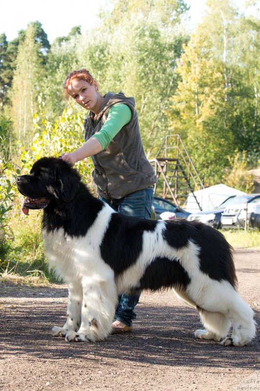 Фото: ньюфаундленд Super Bizon Maestro (Супер Бизон Маэстро)