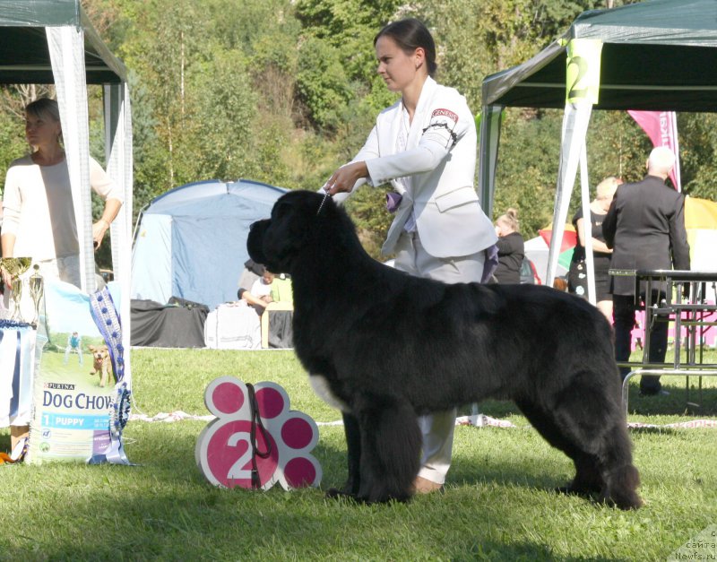 Фото: ньюфаундленд Beguschaya po Volnam Сhart Topper (Бегущая по Волнам Чарт Топпер)