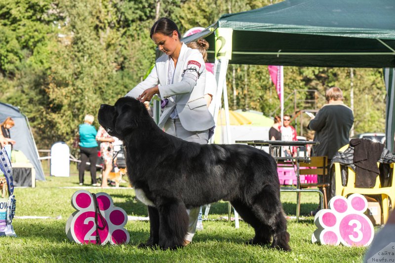 Фото: ньюфаундленд Beguschaya po Volnam Сhart Topper (Бегущая по Волнам Чарт Топпер)