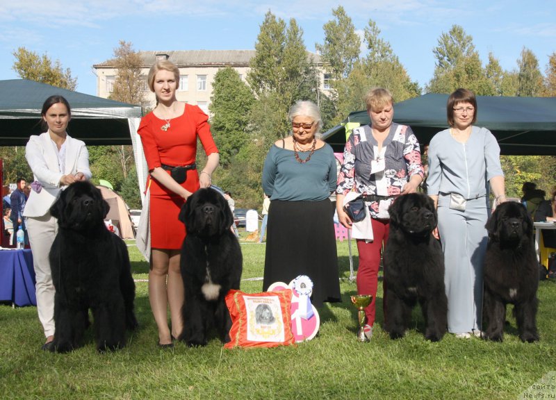 Фото: ньюфаундленд Beguschaya po Volnam Shaman (Бегущая по Волнам Шаман), ньюфаундленд Beguschaya po Volnam Сhart Topper (Бегущая по Волнам Чарт Топпер), ньюфаундленд Beguschaya po Volnam Viceroy (Бегущая по Волнам Вицерой), ньюфаундленд Beguschaya po Volnam Bravo Bravissimo (Бегущая по Волнам Браво Брависсимо)