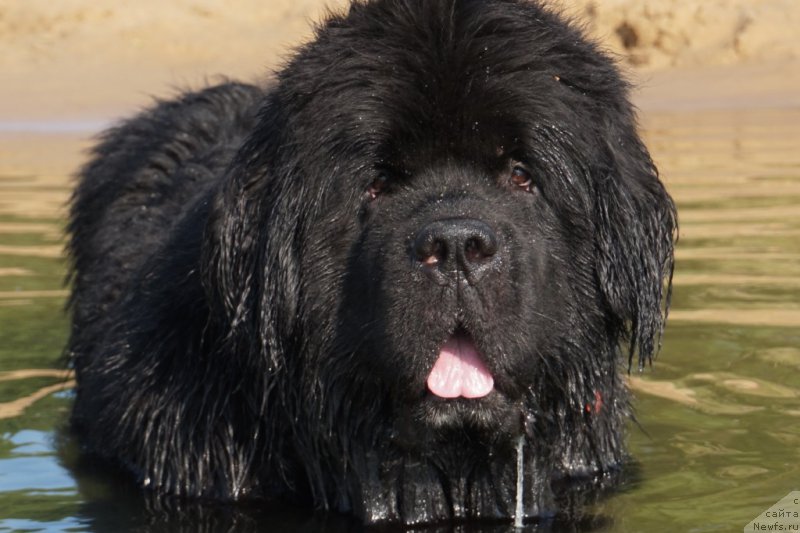 Фото: ньюфаундленд Bridge Over Troubled River (Бридж Овер Траблд Ривер)