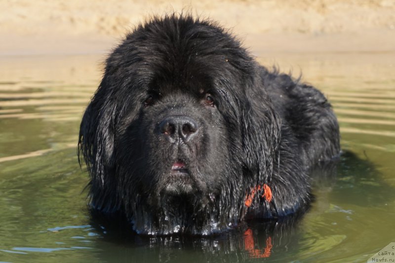 Фото: ньюфаундленд Bridge Over Troubled River (Бридж Овер Траблд Ривер)