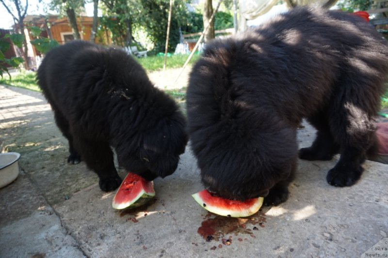 Фото: [d16229][d16228]