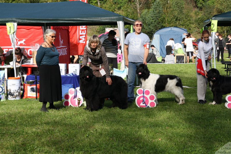 Фото: ньюфаундленд Smigar Time Line (Смигар Тайм Лайн), ньюфаундленд Plushevayа Panda Haira (Плюшевая Панда Хаира), ньюфаундленд Akvian Song Ledi In Blyek (Аквиан Сонг Леди Ин Блэк)