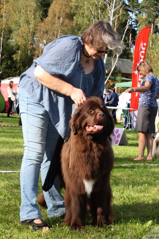 Фото: ньюфаундленд Aquatoriya Kelvin Heather Honey (Акватория Келвин Хизер Хани)