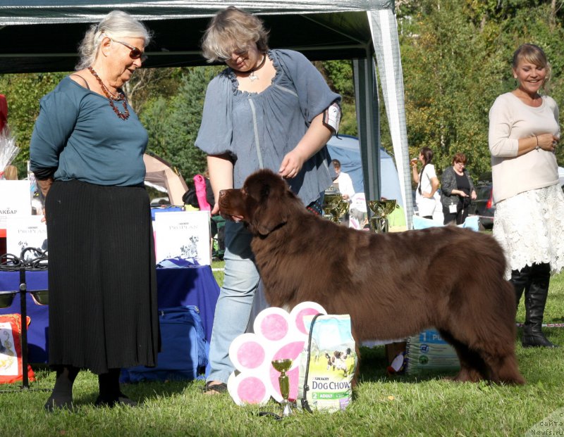 Фото: ньюфаундленд Aquatoriya Kelvin Heather Honey (Акватория Келвин Хизер Хани)