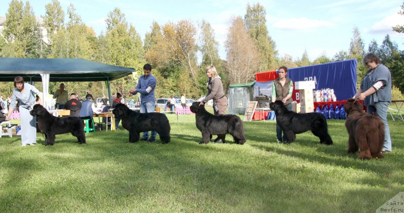 Фото: ньюфаундленд Beguschaya po Volnam Bravo Bravissimo (Бегущая по Волнам Браво Брависсимо), ньюфаундленд Love Inside Your Soul Moon Bear (Love Inside Your Soul Moon Bear), ньюфаундленд Smigar Time Line (Смигар Тайм Лайн), ньюфаундленд Aquatoriya Kelvin Only Love (Акватория Келвин Онли Лав), ньюфаундленд Aquatoriya Kelvin Heather Honey (Акватория Келвин Хизер Хани)