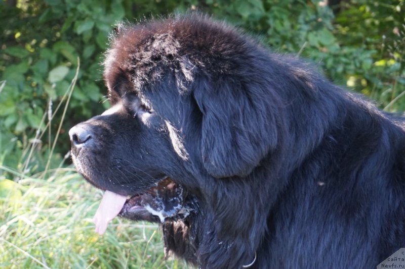 Фото: ньюфаундленд Bridge Over Troubled River (Бридж Овер Траблд Ривер)