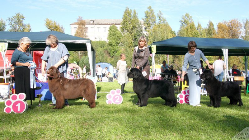 Фото: ньюфаундленд Aquatoriya Kelvin Heather Honey (Акватория Келвин Хизер Хани), ньюфаундленд Smigar Time Line (Смигар Тайм Лайн), ньюфаундленд Beguschaya po Volnam Bravo Bravissimo (Бегущая по Волнам Браво Брависсимо)