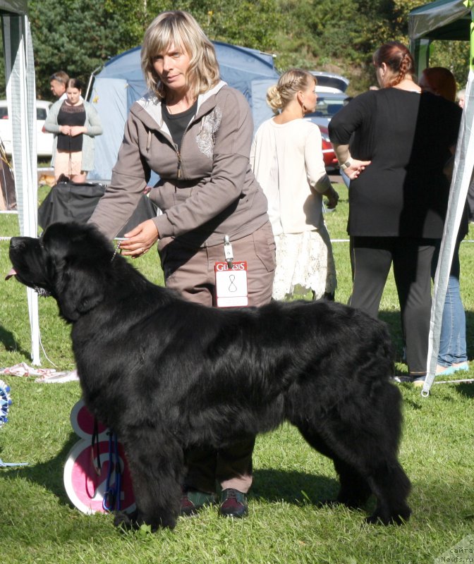 Фото: ньюфаундленд Jonathan Poursmigar iz Volotova