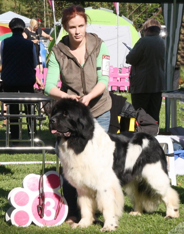 Фото: ньюфаундленд Fluffy Avalanche Centner (Флюфи Аваланч Центнер)