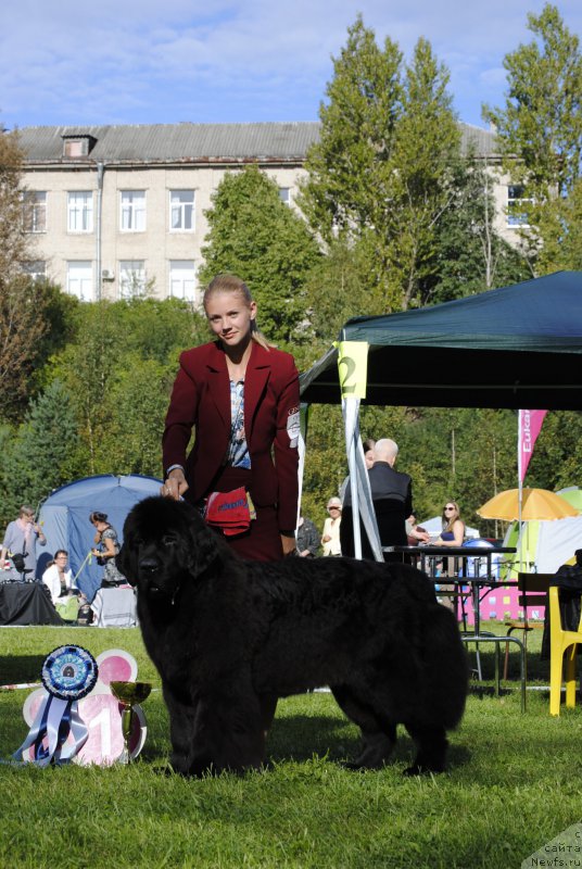 Фото: ньюфаундленд Smigar Blondy Marilyn (Смигар Блонди Мэрилин)