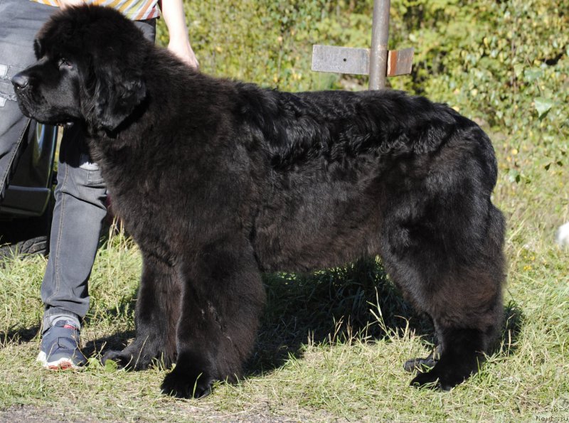 Фото: ньюфаундленд Smigar Blondy Marilyn (Смигар Блонди Мэрилин)