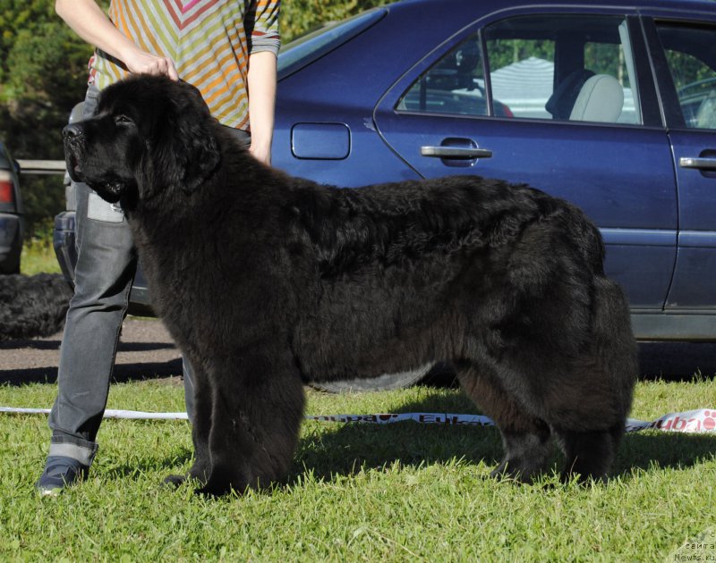 Фото: ньюфаундленд Smigar Blondy Marilyn (Смигар Блонди Мэрилин), Anastasiya YEduardova (Анастасия Эдуардова)