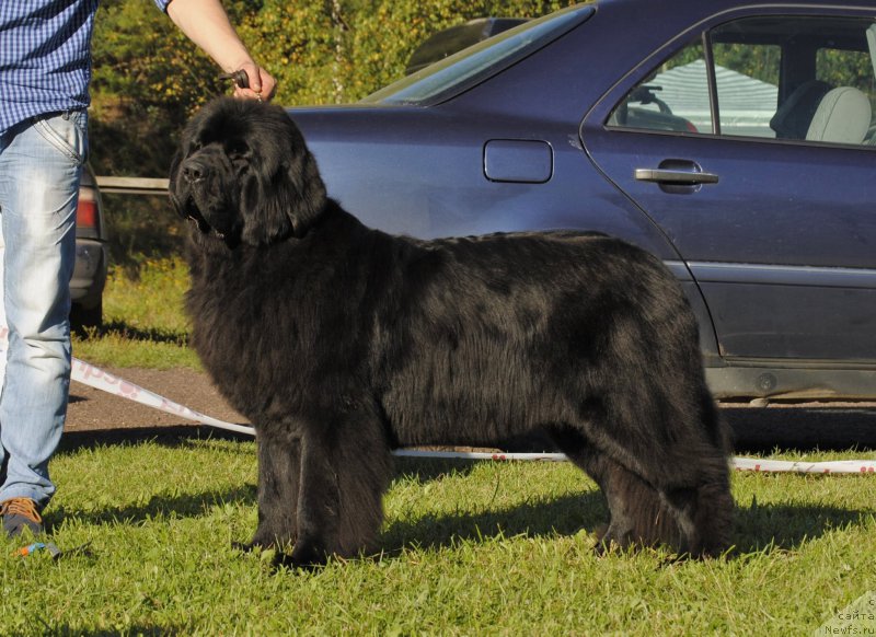 Фото: ньюфаундленд Love Inside Your Soul Moon Bear (Love Inside Your Soul Moon Bear), Aleksandr Korotkov (Александр Коротков)