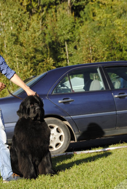 Фото: ньюфаундленд Love Inside Your Soul Moon Bear (Love Inside Your Soul Moon Bear)