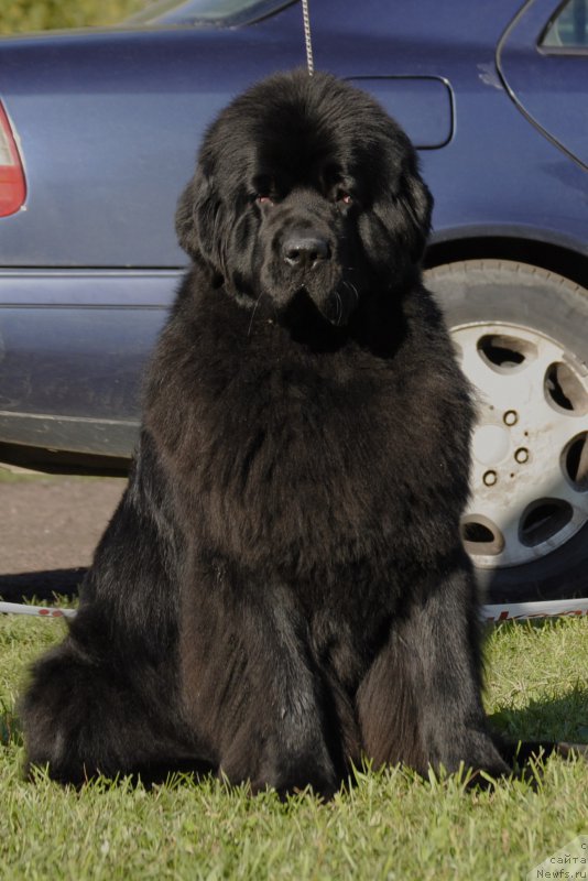 Фотография № 213110