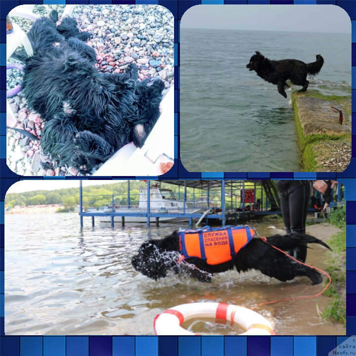 Фото: ньюфаундленд Chernyj Chank s Berega Dona (Черный Чанк с Берега Дона)