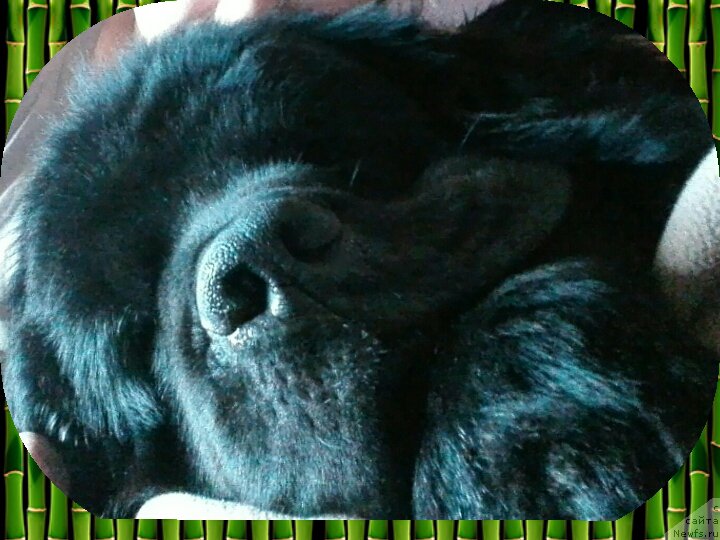 Фото: ньюфаундленд Chernyj Chank s Berega Dona (Черный Чанк с Берега Дона)