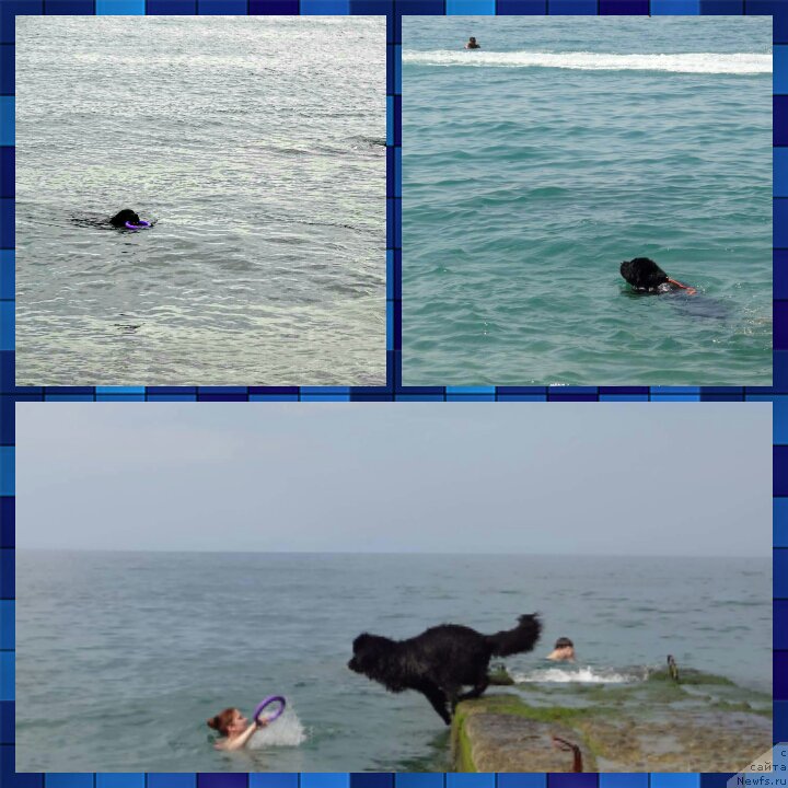 Фото: ньюфаундленд Chernyj Chank s Berega Dona (Черный Чанк с Берега Дона)