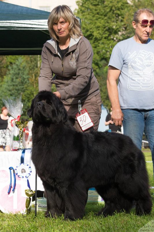 Фото: ньюфаундленд Smigar Time Line (Смигар Тайм Лайн)