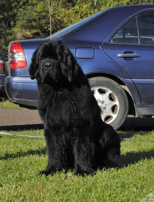 Фотография № 213122