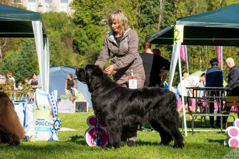 Фотография № 213125