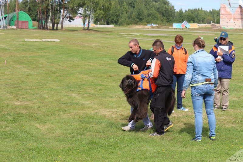 Фото: ньюфаундленд Melty Wave Marine Tifeya (Мелти Вейв Марин Тифея)