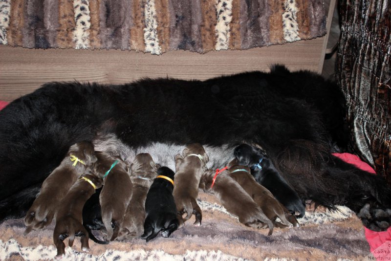 Фото: ньюфаундленд Mercedes Vialiki Miadzvedz (Мерседес Вялiкi Мядзведзь)