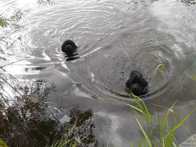 Фотография № 213140