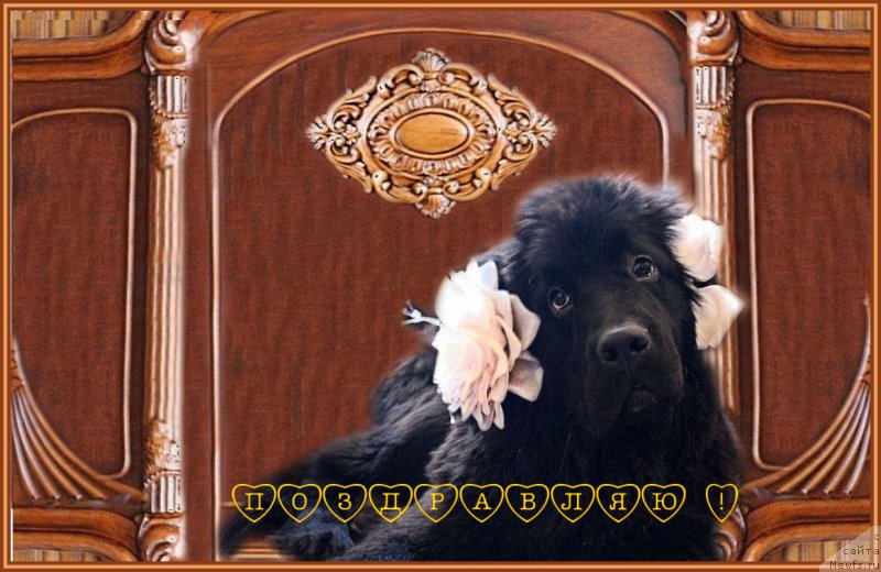 Фото: ньюфаундленд Mercedes Vialiki Miadzvedz (Мерседес Вялiкi Мядзведзь)