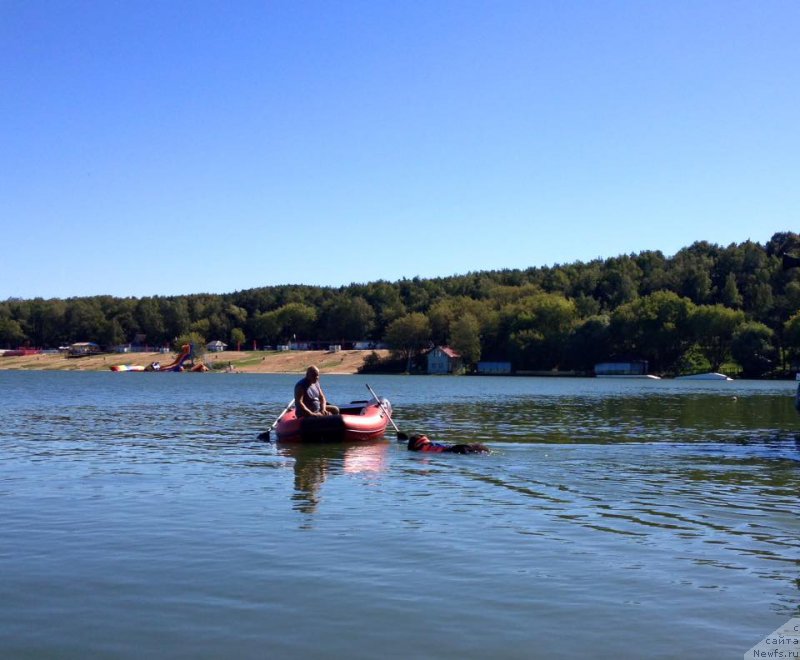 Фото: ньюфаундленд Belkonder-Club Ugli-Boogli (Белкондер-Клаб Угли-Бугли), Aleksandr Burmistrov (Александр Бурмистров)