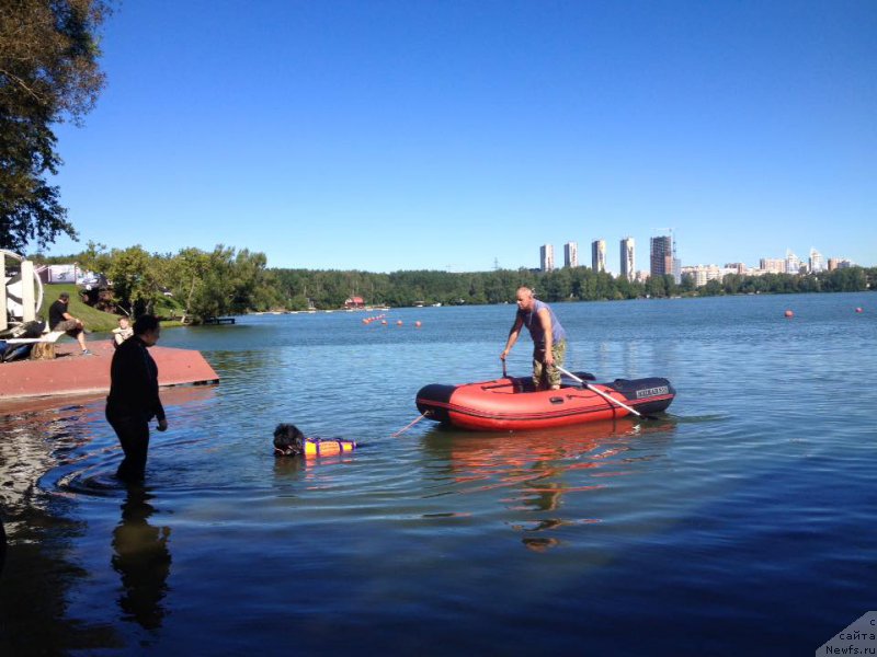 Фото: ньюфаундленд Sent Djons Larel Leolanda (Сент Джонс Ларель Леоланда)