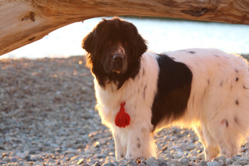 Фото: ньюфаундленд Sent Djons Isida (Сент Джонс Исида)