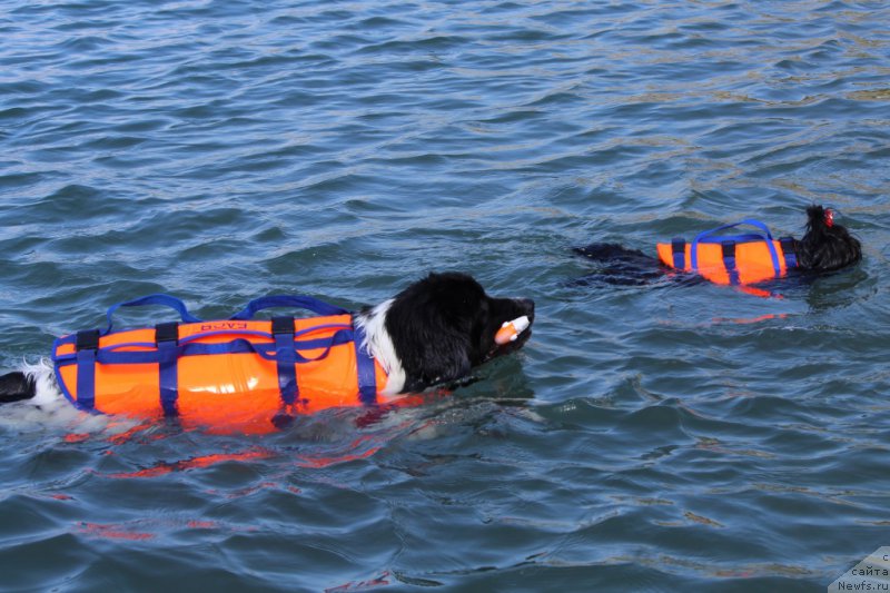 Фотография № 213161