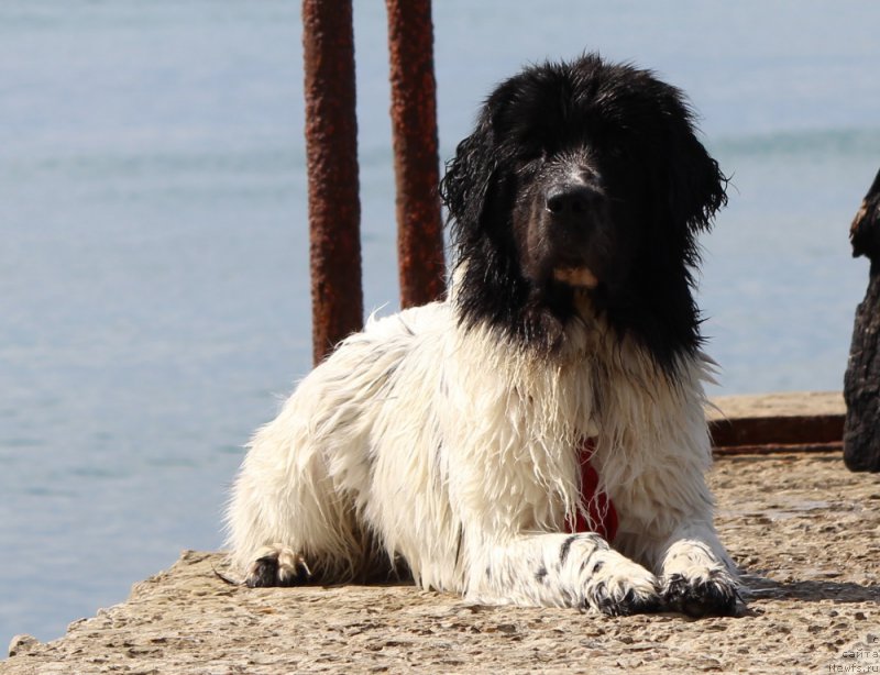 Фото: ньюфаундленд Sent Djons Isida (Сент Джонс Исида)