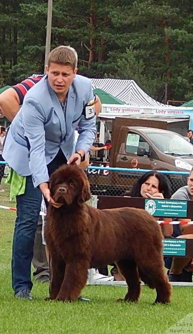 Фото: ньюфаундленд Funnewf Antarktika (Фанньюф Антарктика)