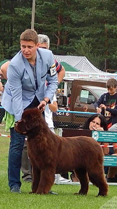 Фото: ньюфаундленд Funnewf Antarktika (Фанньюф Антарктика)