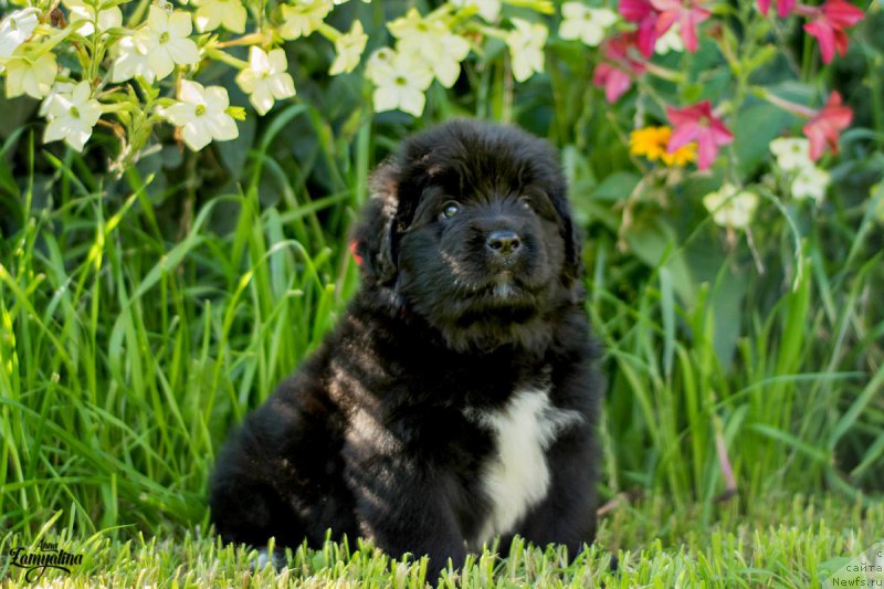 Фото: ньюфаундленд Tsaritsa Nochi iz Plemeni Kedra (Царица Ночи из Племени Кедра)