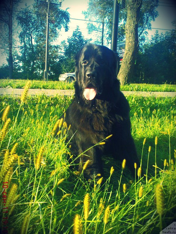 Фото: ньюфаундленд Mirabella iz Tihogo Omuta (Мирабелла из Тихого Омута)